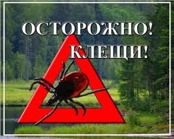 КТО ТАКИЕ ИКСОДОВЫЕ КЛЕЩИ И КАКУЮ ОПАСНОСТЬ ОНИ ПРЕДСТАВЛЯЮТ ДЛЯ ЧЕЛОВЕКА?